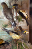 Exceptional Restored Victorian Bird Taxidermy Display