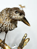 Sweet Antique Taxidermy Nutcracker Bird, w/ Custom Crown and Embellishments