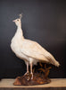 Rare Vintage Taxidermy White Peahen, Restored & In Beautiful Condition