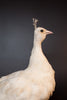 Rare Vintage Taxidermy White Peahen, Restored & In Beautiful Condition