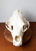 Very Large Bear Skull on Reclaimed Wood and Iron Plinth