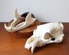 Very Large Bear Skull on Reclaimed Wood and Iron Plinth