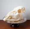 Beautiful White Tail Deer Skull Displayed on Antique Silver Plate Platter