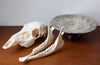 Beautiful White Tail Deer Skull Displayed on Antique Silver Plate Platter