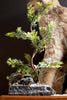 Beautiful Taxidermy Canada Lynx, Restored, New Base & Habitat
