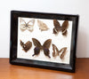 Beautiful Vintage Butterfly Shadow Box Display