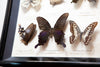 Beautiful Vintage Butterfly Shadow Box Display
