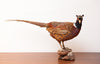 Gorgeous Vintage Taxidermy Ring-Necked Pheasant, Stunning Colouration