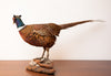 Gorgeous Vintage Taxidermy Ring-Necked Pheasant, Stunning Colouration