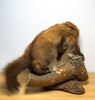 Charming Vintage Taxidermy Pine Weasel
