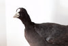 Vintage Taxidermy Eurasian Coot