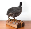 Vintage Taxidermy Eurasian Coot