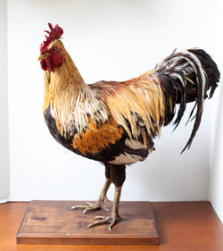 Fabulous Huge Taxidermy Rooster