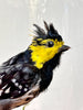 Beautiful Little Taxidermy Yellow-Cheeked Tit Bird in Dome