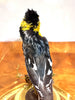 Beautiful Little Taxidermy Yellow-Cheeked Tit Bird in Dome