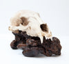 Amazing Found Black Bear Skull w/ Natural Patina, on Burl Wood