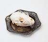 A+ Grade Racoon Skull, Displayed in Antique Silver Plate Dish