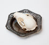 A+ Grade Racoon Skull, Displayed in Antique Silver Plate Dish