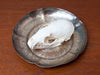 Ultra Clean Marten Skull on Antique Silver Plated Dish