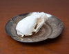 Ultra Clean Marten Skull on Antique Silver Plated Dish