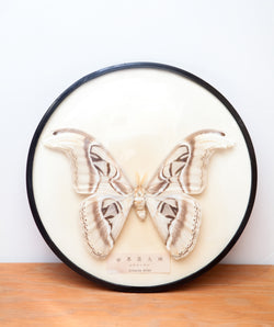 Real Vintage Atlas Moth in Domed Case