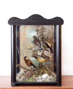 Exceptional Restored Victorian Bird Taxidermy Display