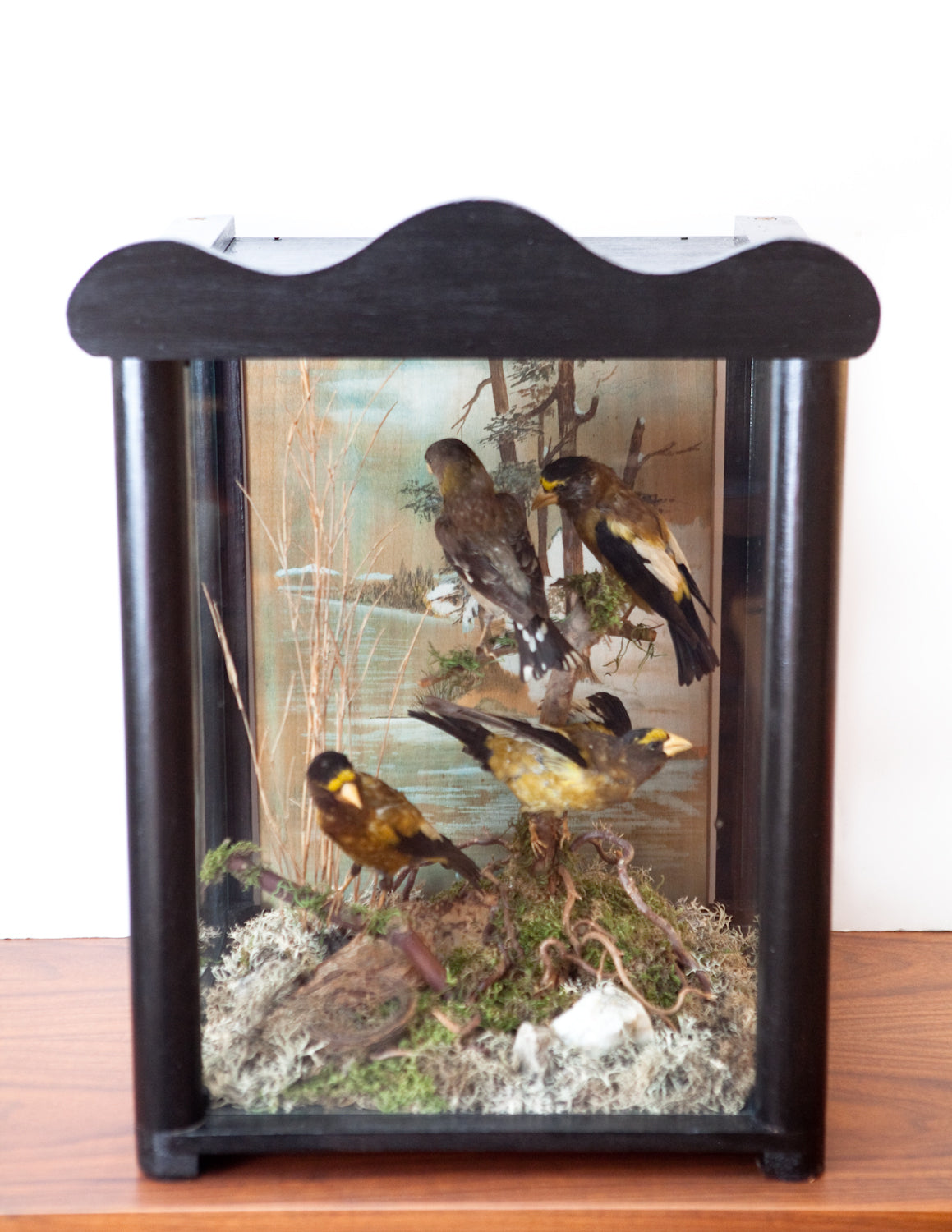 Exceptional Restored Victorian Bird Taxidermy Display – The Fab Pad