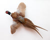 Gorgeous Vintage Mounted Ring-Necked Pheasant in Flight