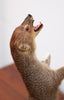 Fantastic Vintage Taxidermy Cobra and Mongoose, Cleaned and Restored