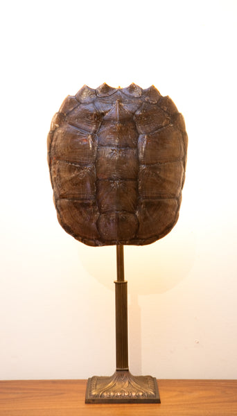 Unique Vintage Snapping Turtle Shell Lamp with Cast Iron Base