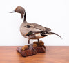 Vintage Northern Pintail Duck Taxidermy, Cleaned and Restored