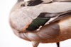 Vintage Northern Pintail Duck Taxidermy, Cleaned and Restored