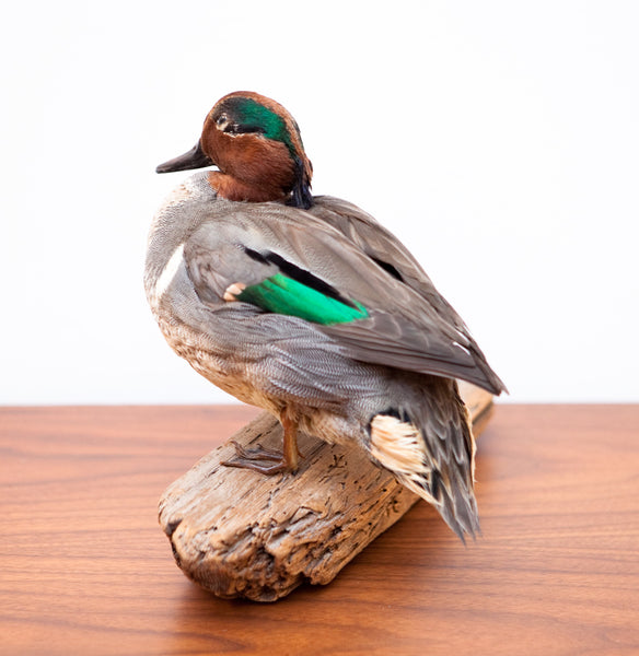 Lovely Vintage Taxidermy Green Winged Teal Duck, Cleaned & Restored
