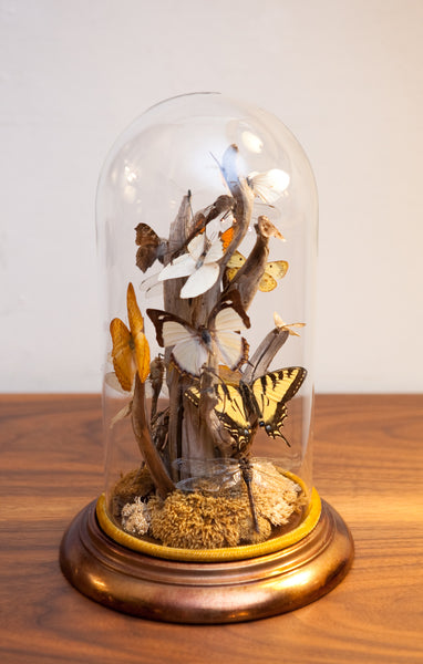 Unusual Dome Full of Taxidermy Butterflies, Moths, and Dragonflies