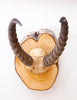Vintage Springbok Horns w/ Skull Cap, Mounted on New Live Edge Slice